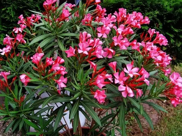 Adelfa (Nerium oleander)