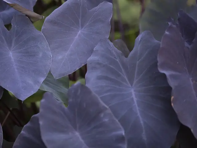 Alocasia Negra (Alocasia reginula)