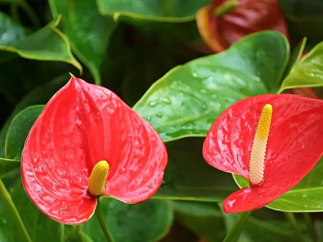 Anturio rojo (Anthurium andraeanum)