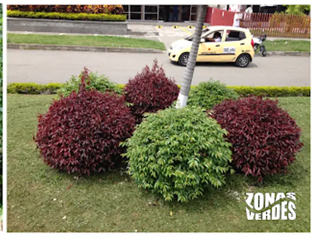 Arrayán de Manizales (Lafoensia punicifolia)