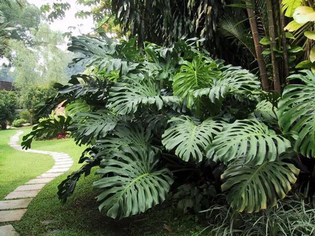 Balazo (Monstera deliciosa)