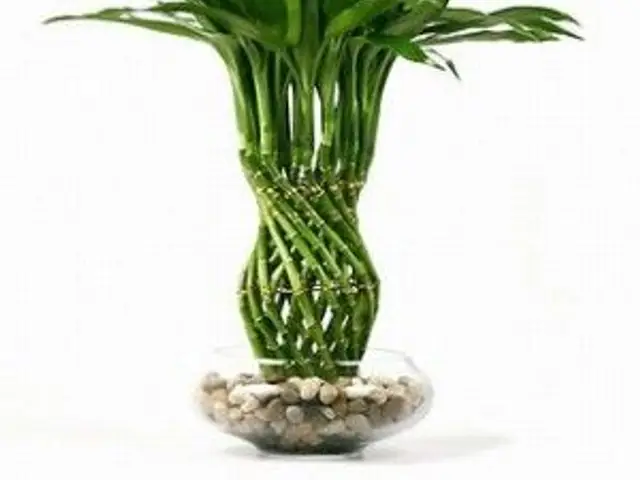 Bambú Lucky (Dracaena sanderiana)