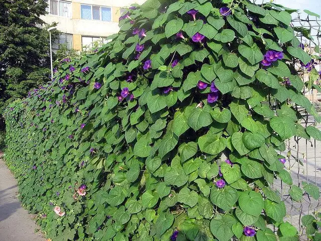 Batatilla (Ipomoea purpurea)