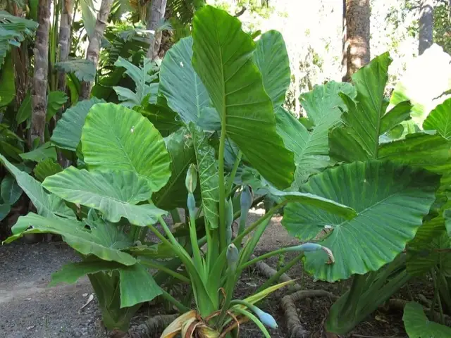 Bore Gigante (Xanthosoma sagittifolium)