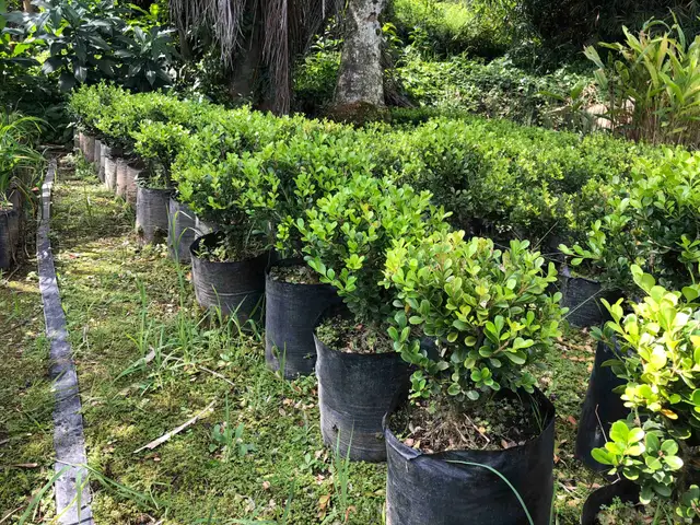 Buxos (Buxus sp.)