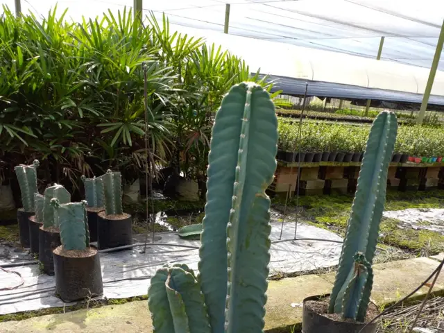 Cactus Cereus (Cereus sp.)