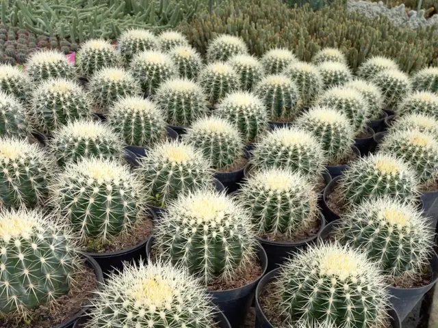 Cactus Echinopsis (Echinopsis sp.)