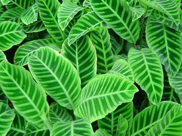 Calatea (Calathea sp.)