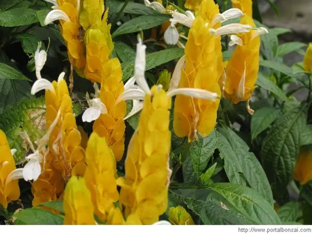 Camarón Amarillo (Pachystachys lutea)