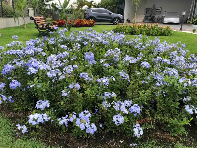 Cielitos (Plumbago auriculata)