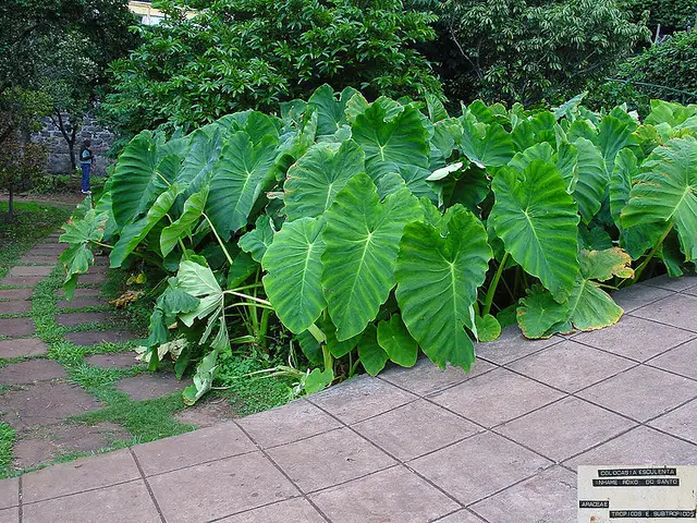 Colocasia (Colocasia esculenta)