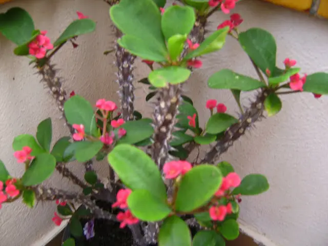 Corona de Cristo (Euphorbia milii)