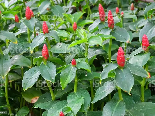 Costus flor roja (Costus curvibracteatus)