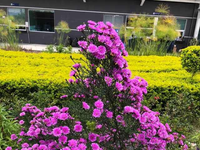 Crisantemo (Chrysanthemum indicum)