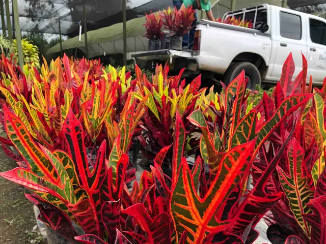 Croto Híbrido (Codiaeum variegatum)