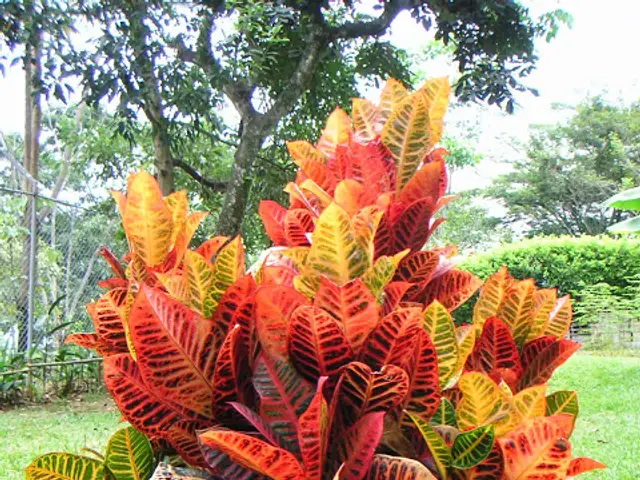 Croto Victoria (Codiaeum variegatum)