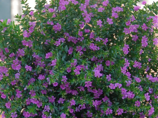 Cupeas (Cuphea hyssopifolia)