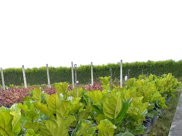 Ficus pandurata (Ficus pandurata)