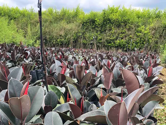 Ficus rojo (Ficus spp.)