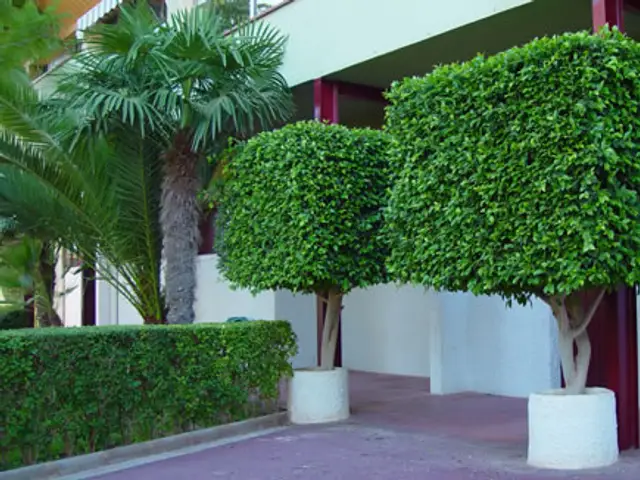 Ficus (Ficus benjamina)
