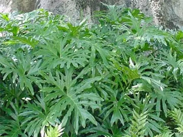 Filodendro (Philodendron selloum)