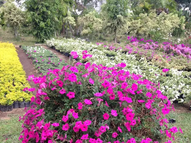Fortunia (Petunia integrifolia)