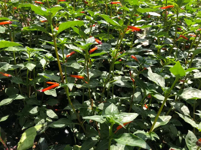 Fosforito rojo (Cuphea ignea)