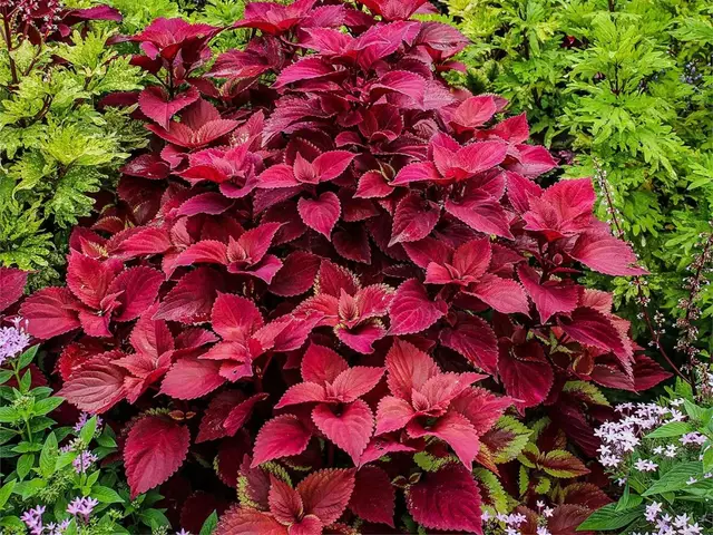 Gitanas (Coleus blumei)