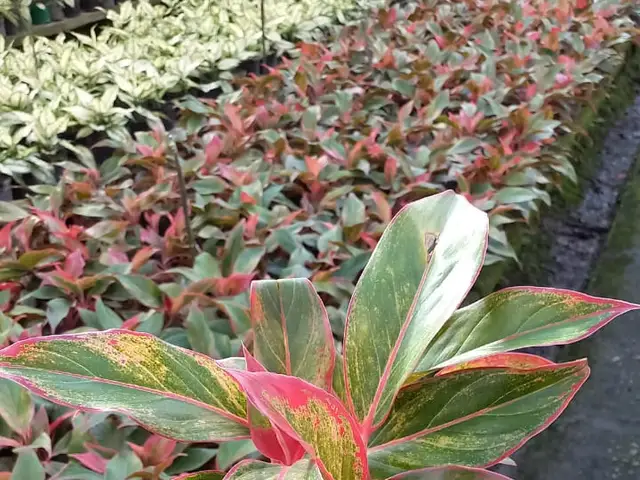 Glonema Aurora (Aglaonema sp.)