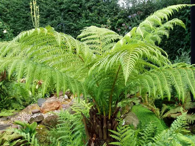 Helecho arbóreo (Dicksonia sellowiana)