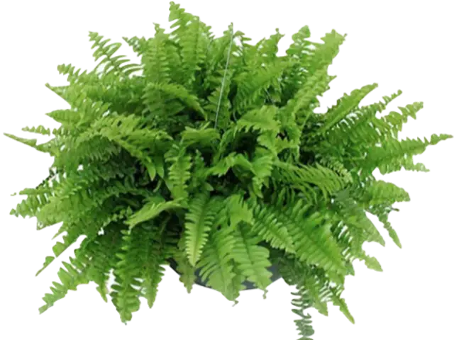 Helecho Boston (Nephrolepis exaltata)