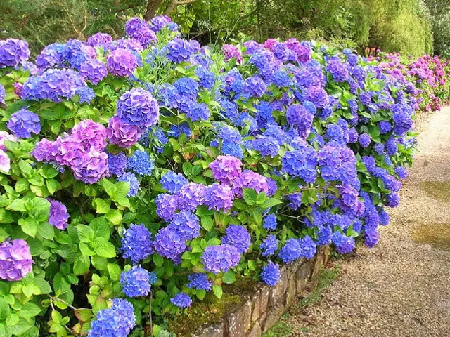 Hortensia (Hydrangea macrophylla)