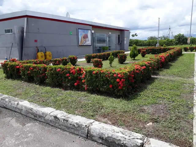 Ixora (Ixora coccinea)
