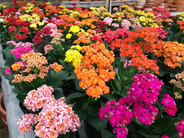 Kalanchoe (Kalanchoe spp.)