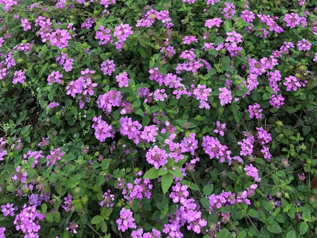 Lantana morada (Lantana camara)
