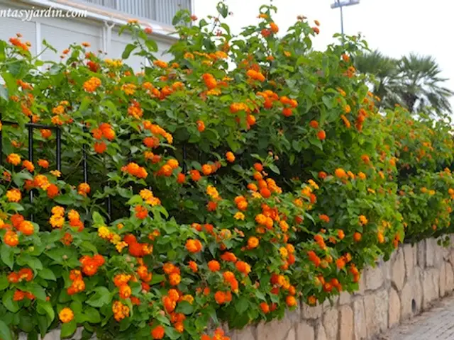 Lantana (Lantana camara)