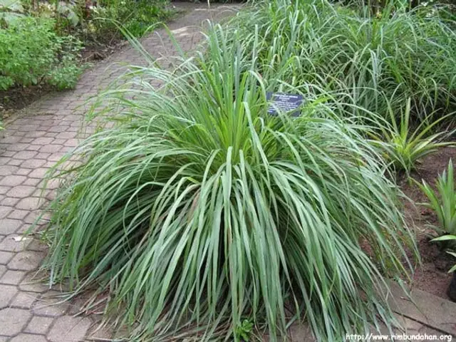 Limoncillo (Cymbopogon citratus)
