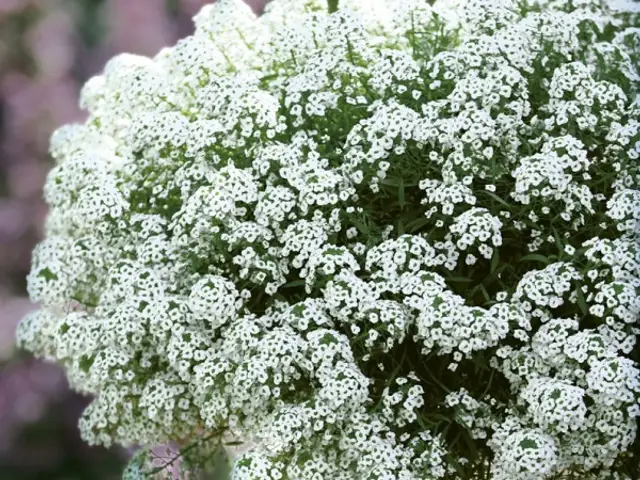 Lobularia (Lobularia maritima)