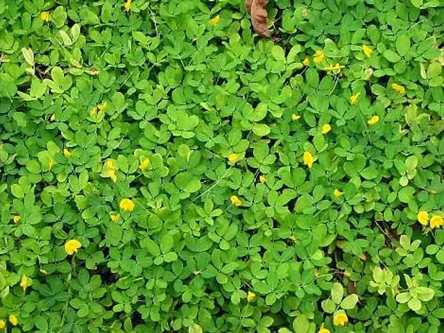 Maní forrajero (Arachis pintoi)