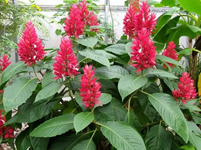 Nacedero de Jardín (Megaskepasma erythrochlamys)