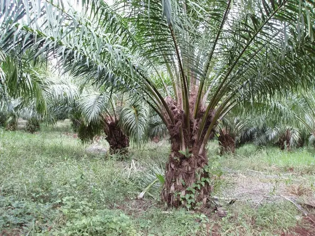 Palma Africana (Elaeis guineensis)