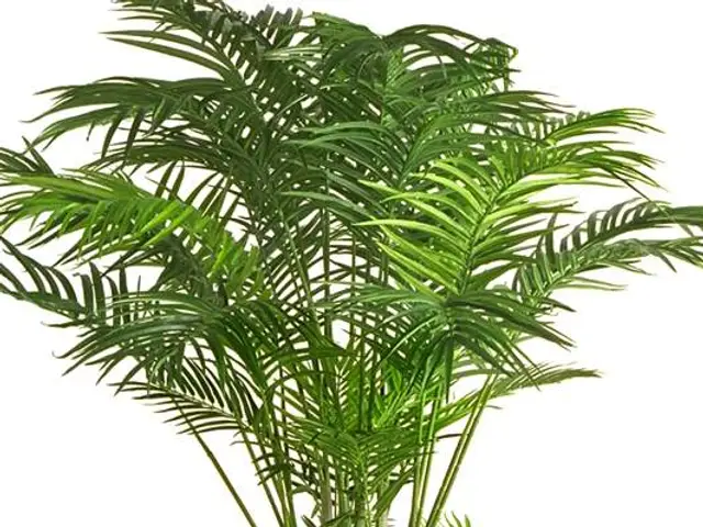 Palma Areca (Dypsis lutescens)