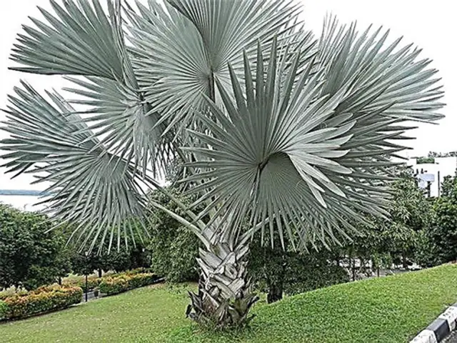 Palma Bismarckia (Bismarckia nobilis)