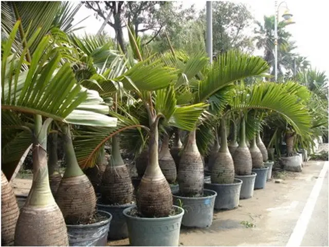 Palma botella (Hyophorbe verschaffeltii)