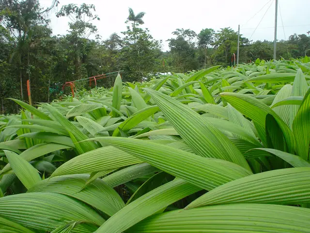 Palma Canoa (Molineria capitulata)
