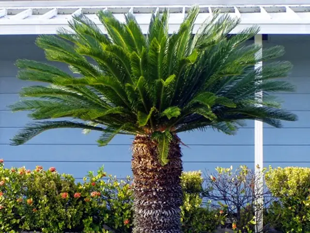 Palma Cica (Cycas revoluta)
