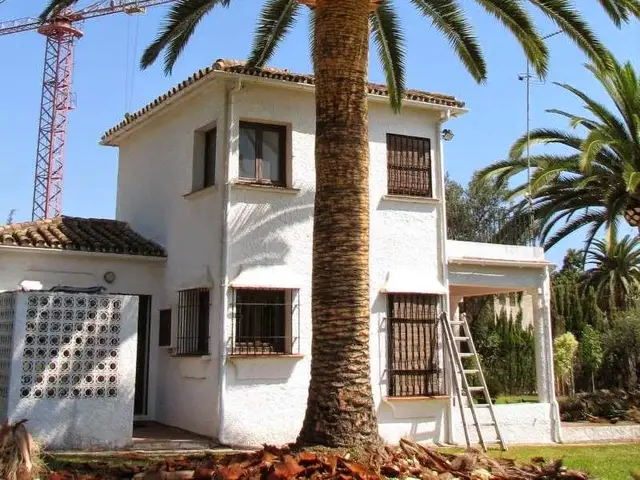 Palma de Canarias (Phoenix canariensis)
