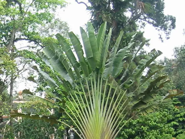 Palma del Viajero (Ravenala madagascariensis)