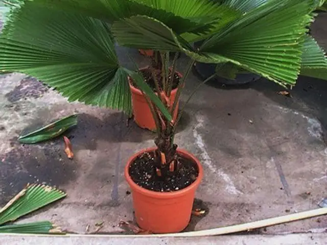 Palma Licuala (Licuala grandis)