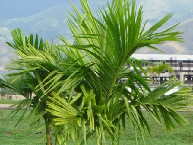 Palma manila (Veitchia merrillii)